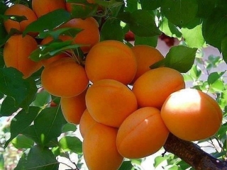 Live Sex Balearicsex110