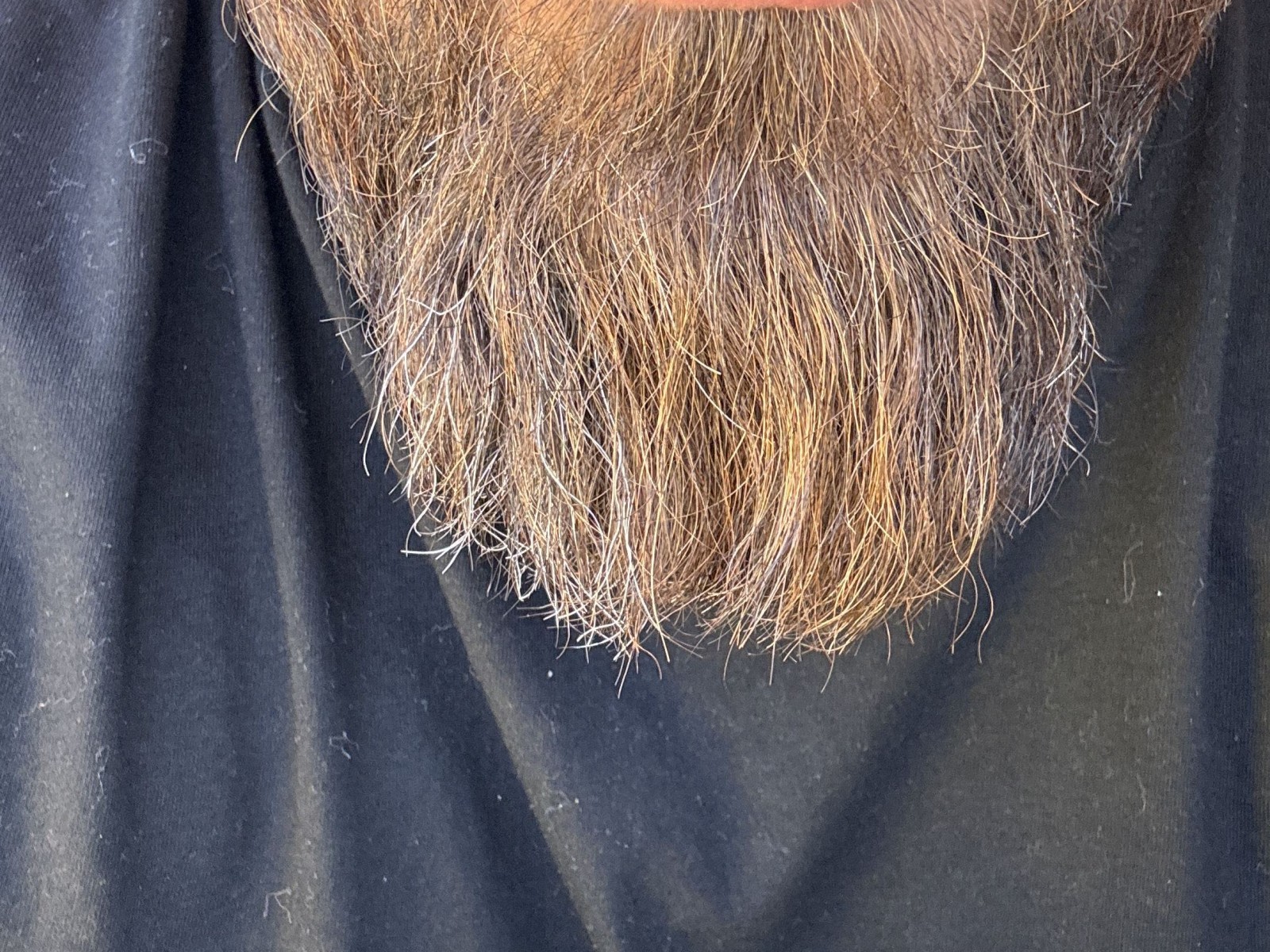 Bearbull's profile - Image n°0