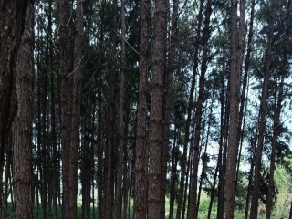 Sexo por webcam con Misscobrah