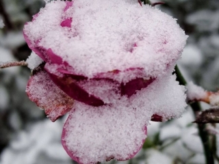 Webcam sex de Navi111