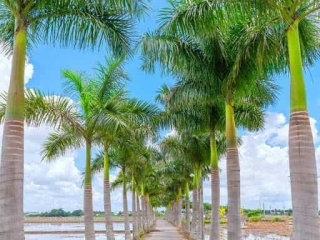 Webcam sex de Nicecock77